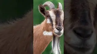 #halal animals in Islam ❤️........ honey bee 🐝