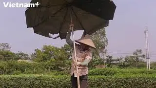 Visiting Tan Minh Commune to Enjoy Ha Noi&rsquo;s Famous Vegetable &ldquo;hub&rdquo;