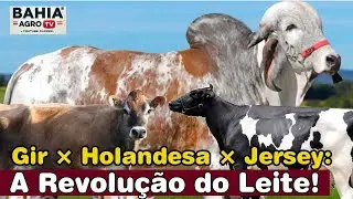 Gir Leiteiro, Holandesa e Jersey:  O Cruzamento que Revolucionou a Pecuária Leiteira Mundial!