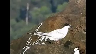 Roseate Tern - 3 | Bird | Bird Watching | Sri Vijayapuram | Andaman Island | India