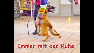 Aufbau einer „neuen“ Leinenführigkeit  – Erklär-Video