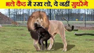 कैद में रहकर भी अपनी फितरत नहीं भूलते | Captive Animals Hunting Prey