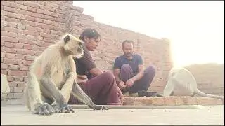 Langur funny entertainment video//monkey food eating video//langur bandar wala video