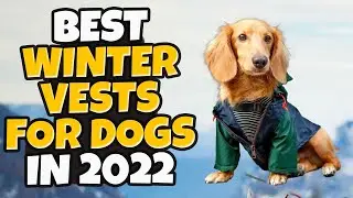 Best Winter Vests For Dogs In 2022 - Top 5 Best Winter Vests Review & Buying Guide