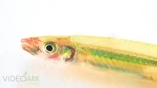 A golden silverside (Labidesthes vanhyningi) at Conservation Fisheries.