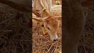 The smallest cow, Atarashi. #shortsviral #shortsviral