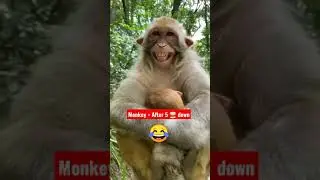 #Shorts Monkey After one peg down reaction