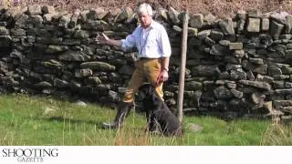 Gundog training - Get Back command.