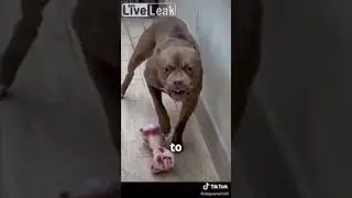 Why Are Pit-Bulls Banned in So Many Countries?