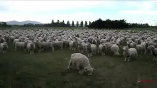 Овцы  протестуют!бееееее