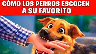 Cómo Tu Perro Elige a Su Persona Favorita (No Es Casualidad, Te Está Enviando una Señal Importante)