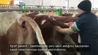 Gebelik Muayenesi Yaptırmadan Hayvan Almayın!