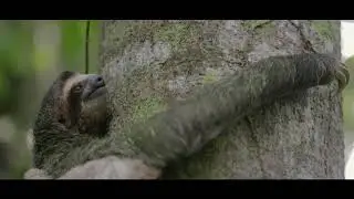 3 ListenToThe Earth - Jungle