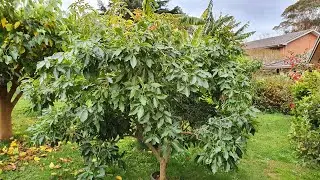 HOW I PRUNE White Sapote Trees For BEST Results ✂️