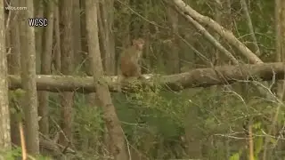 Update on monkeys that escaped Yemassee lab