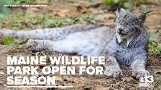 Explore the Maine Wildlife Park this season