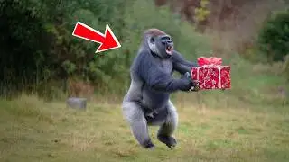 Zookeeper Surprises a Gorilla with Christmas Gifts, His Reaction Is Priceless | animal stories