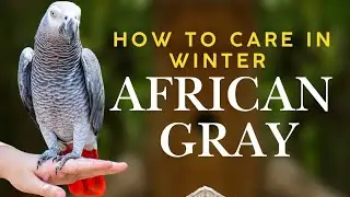 How To Care For Your African Grey Parrot - Comprehensive care guide.