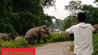 elephant village road crossing