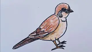 Как нарисовать воробья/Руководство по рисованию и раскрашиванию воробья для начинающих @ChalkDrawing