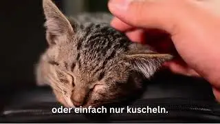 Ehrenamt im Tierschutzverein und Tierheim Rottweil