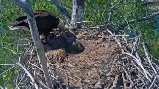 #baldeagle S05#146 Review birds life in their nest #birdsnest #birdsounds #birdslovers