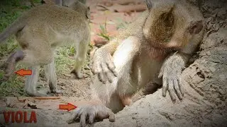 Breaking News!Pity Poor Viola Get Accident In Trap In Forest & Hard Walking|Mom Violet Care Her