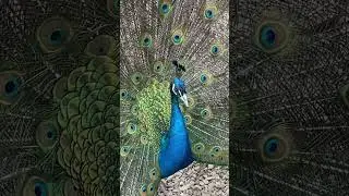 PEACOCKS FOR KIDS | PEAFOWL | Children learn about Farm Animals #shorts