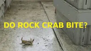Gespe'gewa'gi: The Last Land: Do Rock Crab Bite?