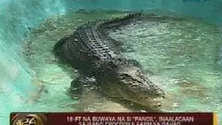 24Oras: 18-ft buwaya na si 'Pangil,' inaalagaan sa isang crocodile farm sa Davao