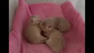 Sleepy Sketches by Three British Kittens | 9th Day of Life