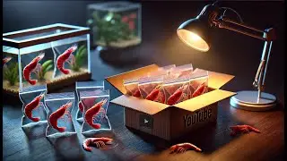 Masura Crown & Red Pinto Shrimp Unboxing &ndash; Beautiful Taiwan Bee Shrimp Revealed