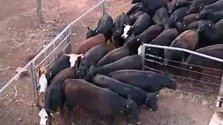 Working cattle in yards
