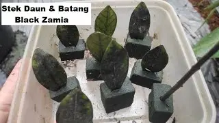 Cara Stek Daun & Batang Zamia Hitam  / Black Zamia Dengan Floral Foam -Cara Memperbanyak Pohon Zamia