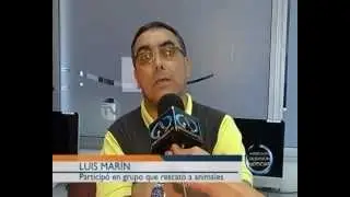 Rescate de Perros en Alquitran   Estado Actual de los Cachorros