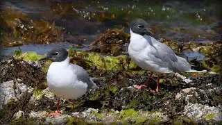 Bonaparte's Gull (Chroicocephalus philadelphia)