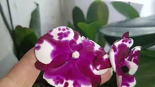 First flowering of Phal. I-Hsin Smile Lucifer 🤗😍🔥