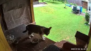 watch - miss Daisy eat her breakfast this AM - a pure cat fun entertainment video
