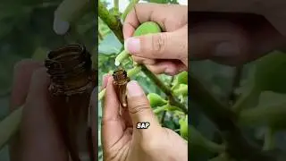 Сок инжира выглядит странно&hellip; Но вот почему #шорты #сокдерева