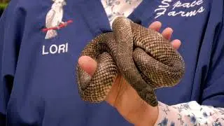 Lori from Space Farms talks having a kingsnake as a Pet