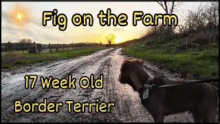 Border Terrier Puppy * Fig on the Farm * Come Walk with Me