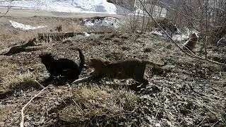猫+1000р. Снежана Э. СПАСИБО!!! на Сбербанк 2202203654418625 Елена К.