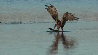 Marsh Harrier Eating its Prey
