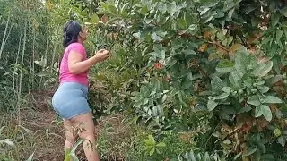 Mengambil Jambu dan Petai Dari Kebun ‼️