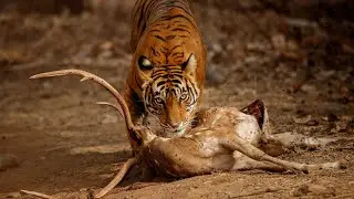 Tiger Hunt in Panna|1 min 4k Raw Jungle footage of Tiger in Action