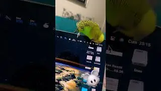 #birdsounds #budgerigarbird #parakeet #parakeetsounds #muhabbetkususesi