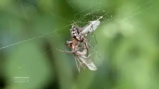 Larinioides Cornutus