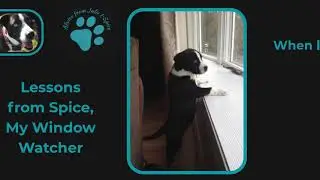 Spice&rsquo;s Window to the World | Life Lessons on Curiosity, Patience & Love 🐾