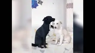 Funny Animals Videos 2021  tik tok chad wild clay satire try not to laugh