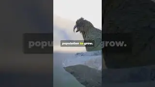 5 Fascinating Facts About the Kakapo 🦜 | World&rsquo;s Heaviest Parrot!